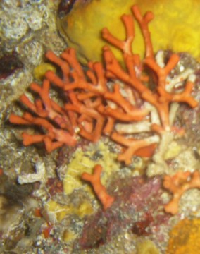 Falso corallo